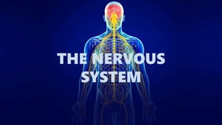 THE NERVOUS
SYSTEM
 