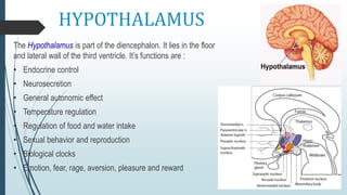 The nervous system | PPTX
