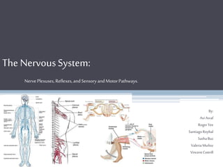 The NervousSystem:
NervePlexuses, Reflexes,andSensoryandMotorPathways.
By:
Avi Asraf
Roger Yee
Santiago Roybal
Sasha Buz
Valeria Muňoz
Vincent Cottrill
 