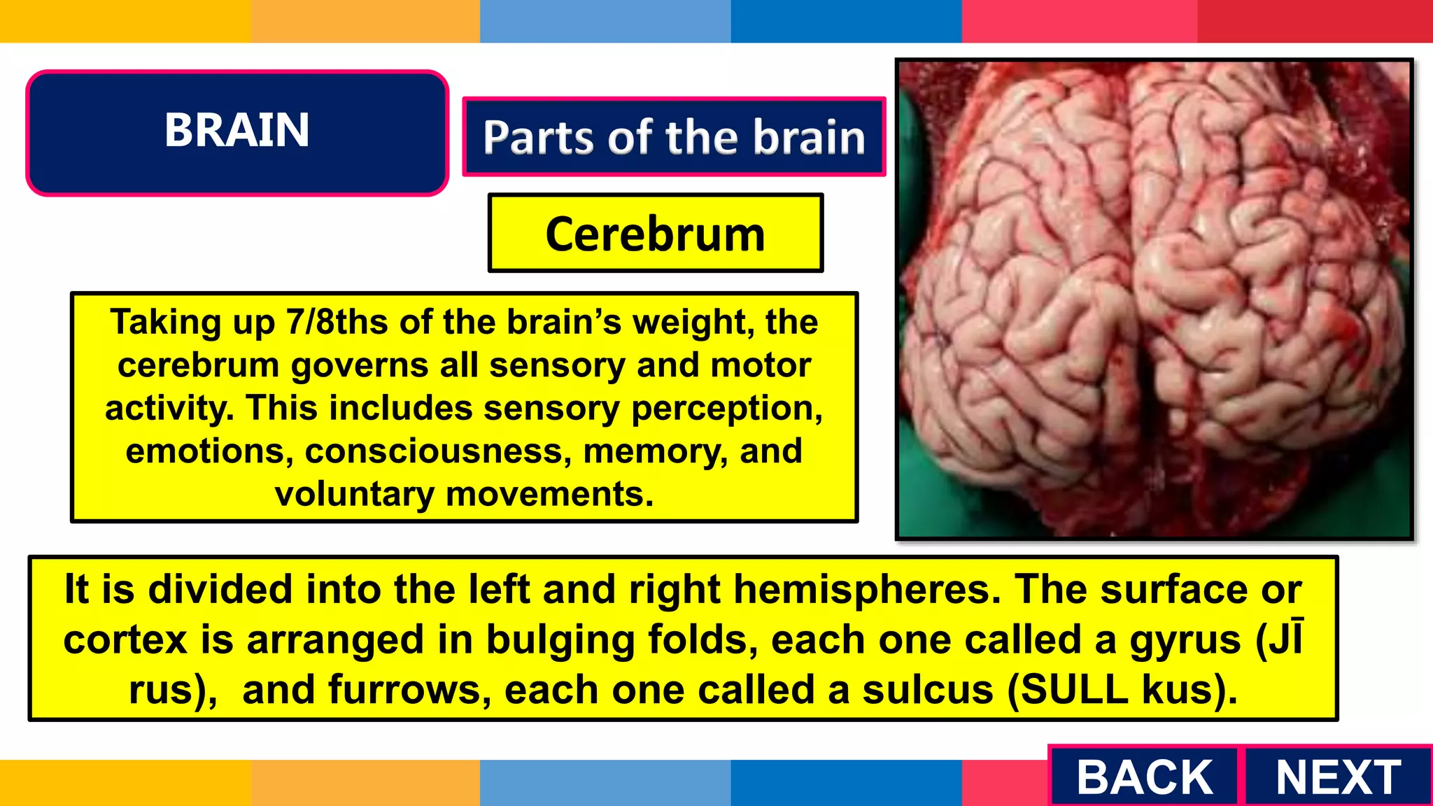 NEXT
BRAIN
BACK
Parts of the brain
Cerebrum
Taking up 7/8ths of the brain’s weight, the
cerebrum governs all sensory and motor
activity. This includes sensory perception,
emotions, consciousness, memory, and
voluntary movements.
It is divided into the left and right hemispheres. The surface or
cortex is arranged in bulging folds, each one called a gyrus (JĪ
rus), and furrows, each one called a sulcus (SULL kus).
 