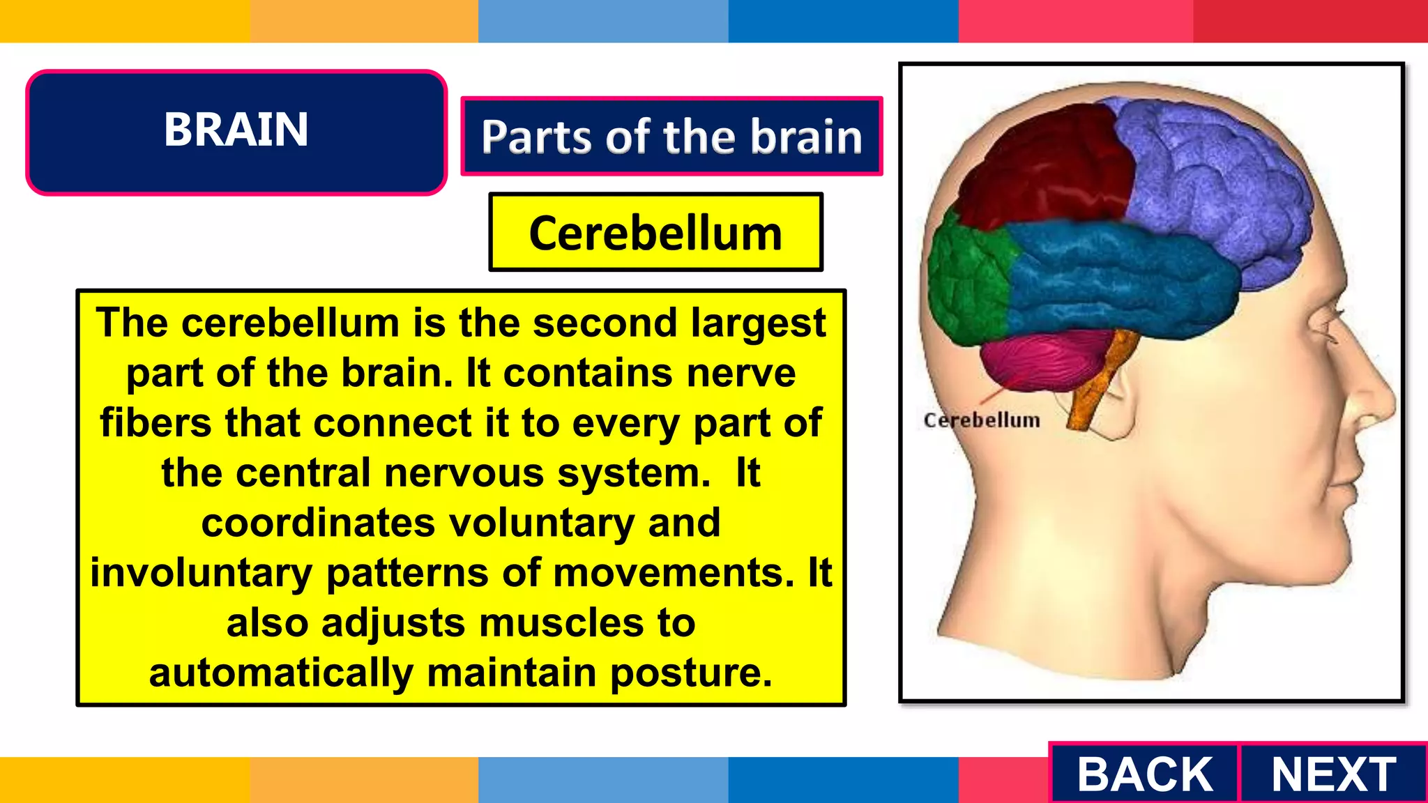 BRAIN Parts of the brain
Cerebellum
The cerebellum is the second largest
part of the brain. It contains nerve
fibers that connect it to every part of
the central nervous system. It
coordinates voluntary and
involuntary patterns of movements. It
also adjusts muscles to
automatically maintain posture.
NEXT
BACK
 