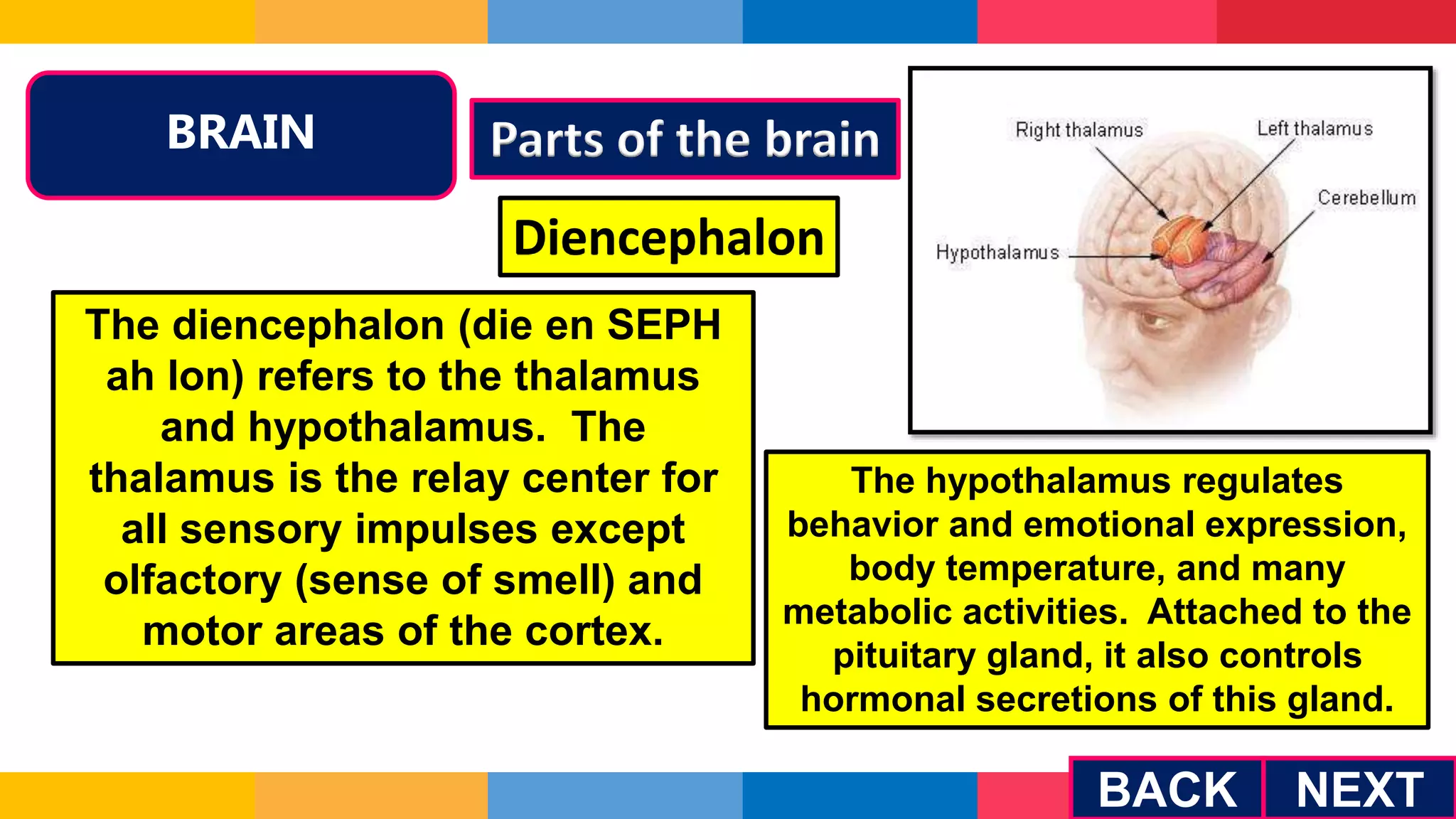BRAIN Parts of the brain
NEXT
BACK
Diencephalon
The diencephalon (die en SEPH
ah lon) refers to the thalamus
and hypothalamus. The
thalamus is the relay center for
all sensory impulses except
olfactory (sense of smell) and
motor areas of the cortex.
The hypothalamus regulates
behavior and emotional expression,
body temperature, and many
metabolic activities. Attached to the
pituitary gland, it also controls
hormonal secretions of this gland.
 