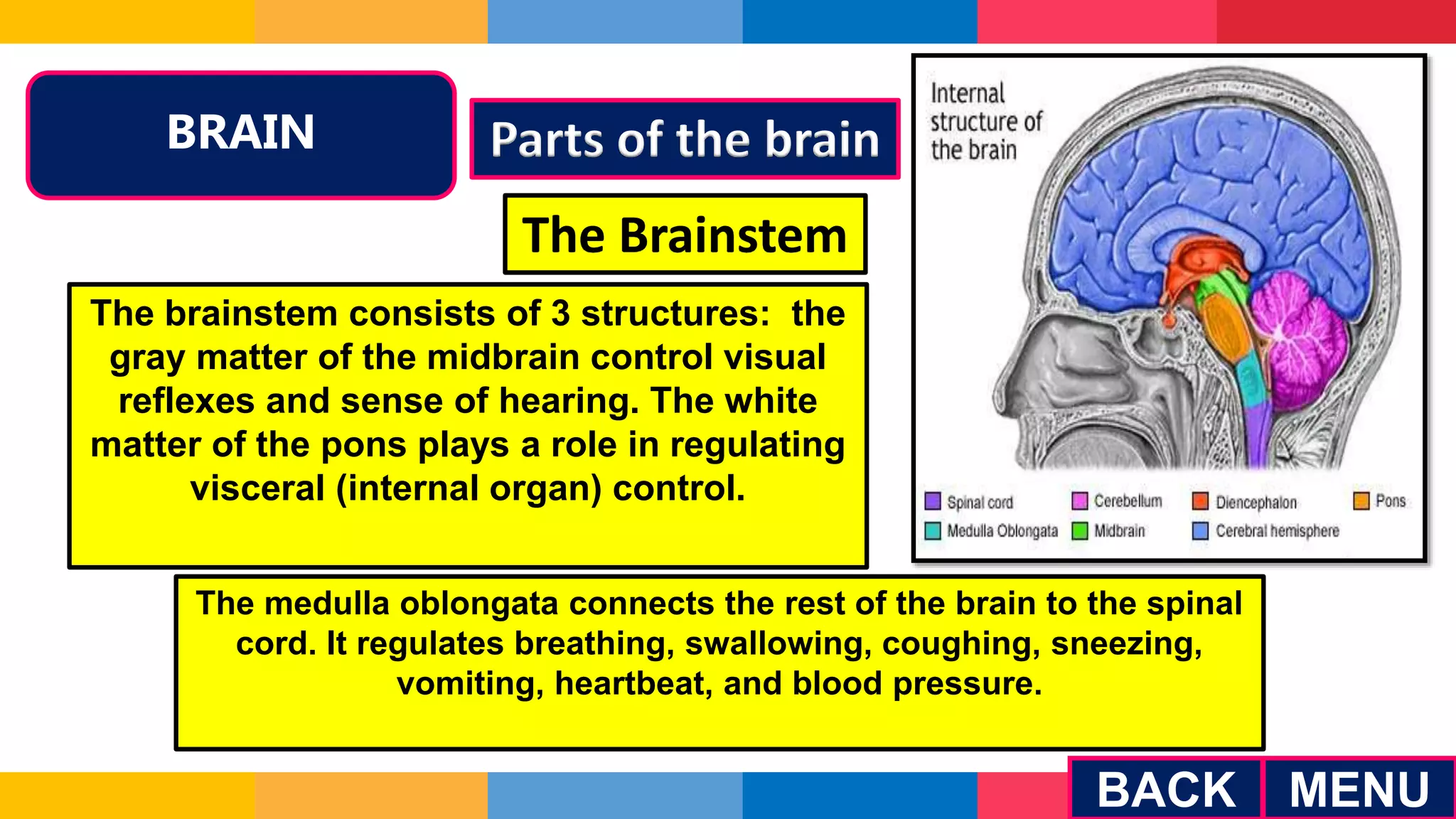 BRAIN Parts of the brain
MENU
BACK
The Brainstem
The brainstem consists of 3 structures: the
gray matter of the midbrain control visual
reflexes and sense of hearing. The white
matter of the pons plays a role in regulating
visceral (internal organ) control.
The medulla oblongata connects the rest of the brain to the spinal
cord. It regulates breathing, swallowing, coughing, sneezing,
vomiting, heartbeat, and blood pressure.
 