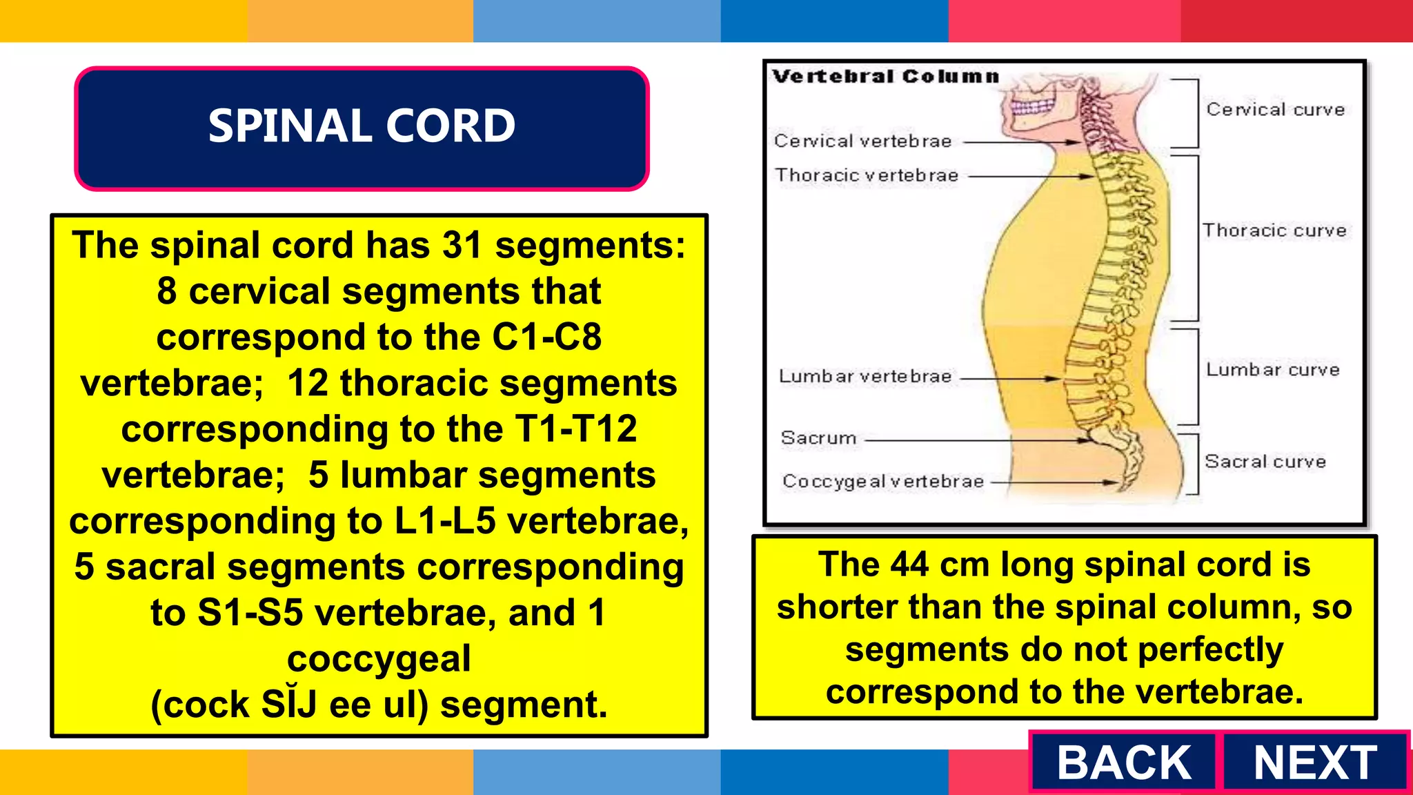 SPINAL CORD
The spinal cord has 31 segments:
8 cervical segments that
correspond to the C1-C8
vertebrae; 12 thoracic segments
corresponding to the T1-T12
vertebrae; 5 lumbar segments
corresponding to L1-L5 vertebrae,
5 sacral segments corresponding
to S1-S5 vertebrae, and 1
coccygeal
(cock SĬJ ee ul) segment.
The 44 cm long spinal cord is
shorter than the spinal column, so
segments do not perfectly
correspond to the vertebrae.
NEXT
BACK
 