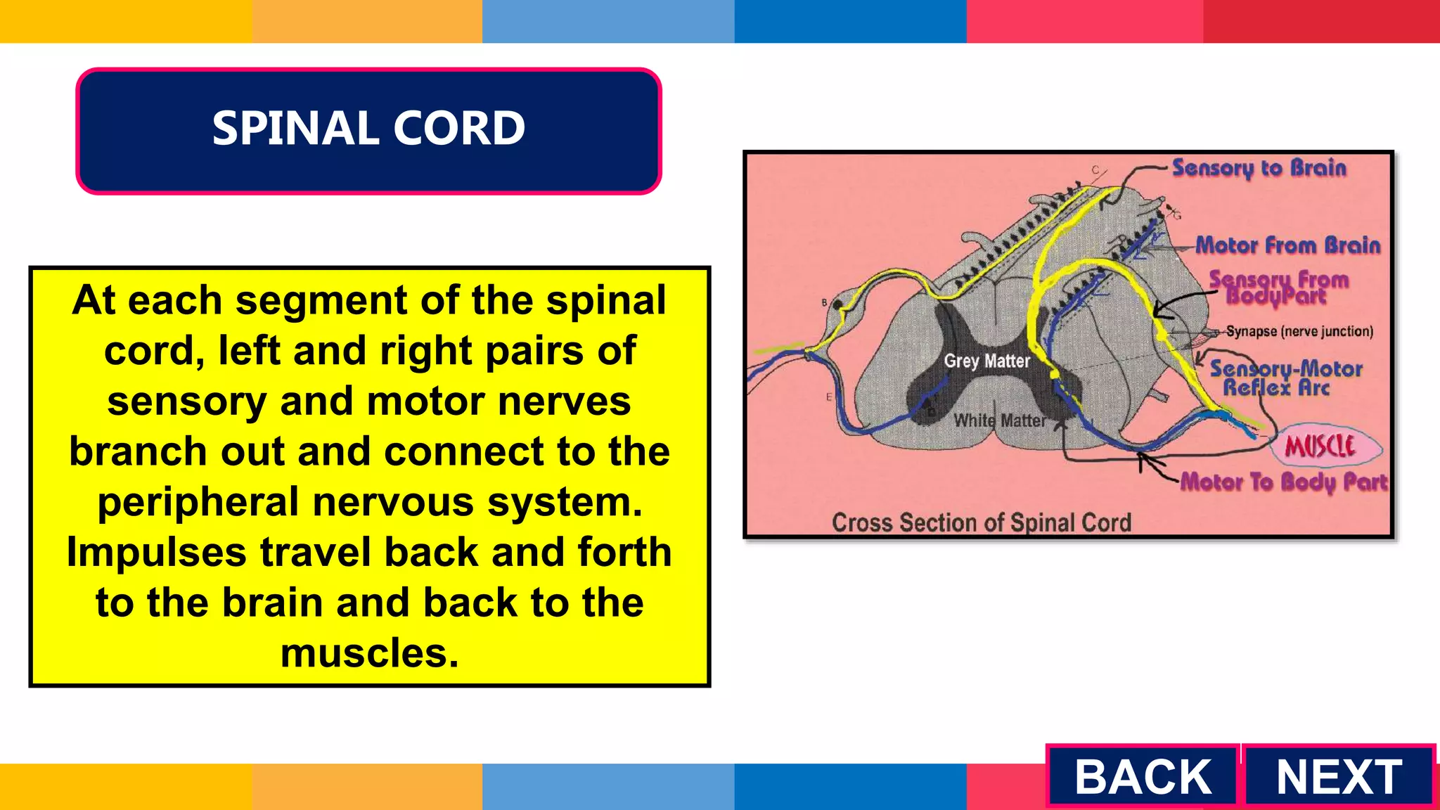 SPINAL CORD
NEXT
BACK
At each segment of the spinal
cord, left and right pairs of
sensory and motor nerves
branch out and connect to the
peripheral nervous system.
Impulses travel back and forth
to the brain and back to the
muscles.
 