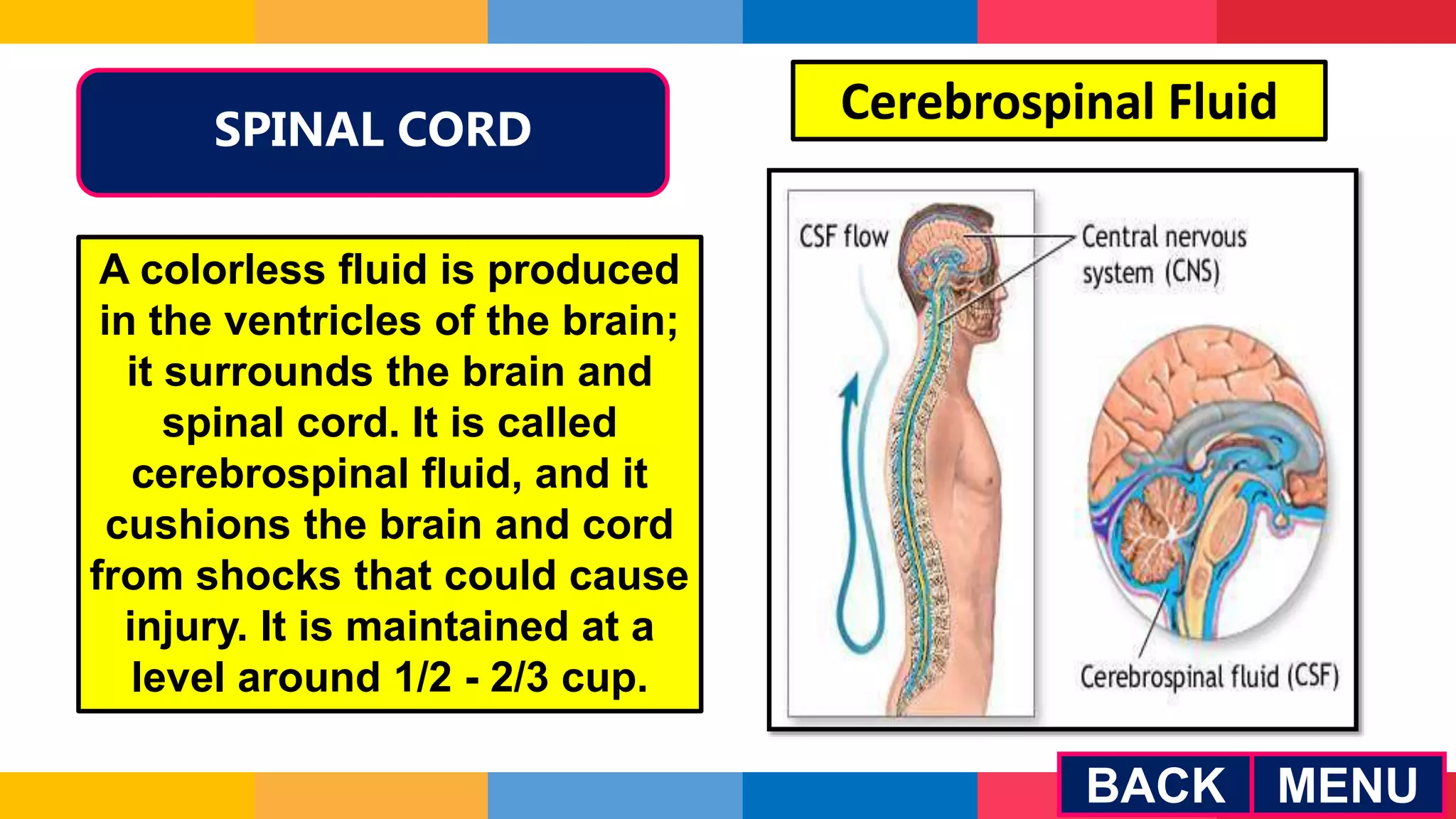 SPINAL CORD
BACK
Cerebrospinal Fluid
A colorless fluid is produced
in the ventricles of the brain;
it surrounds the brain and
spinal cord. It is called
cerebrospinal fluid, and it
cushions the brain and cord
from shocks that could cause
injury. It is maintained at a
level around 1/2 - 2/3 cup.
MENU
 