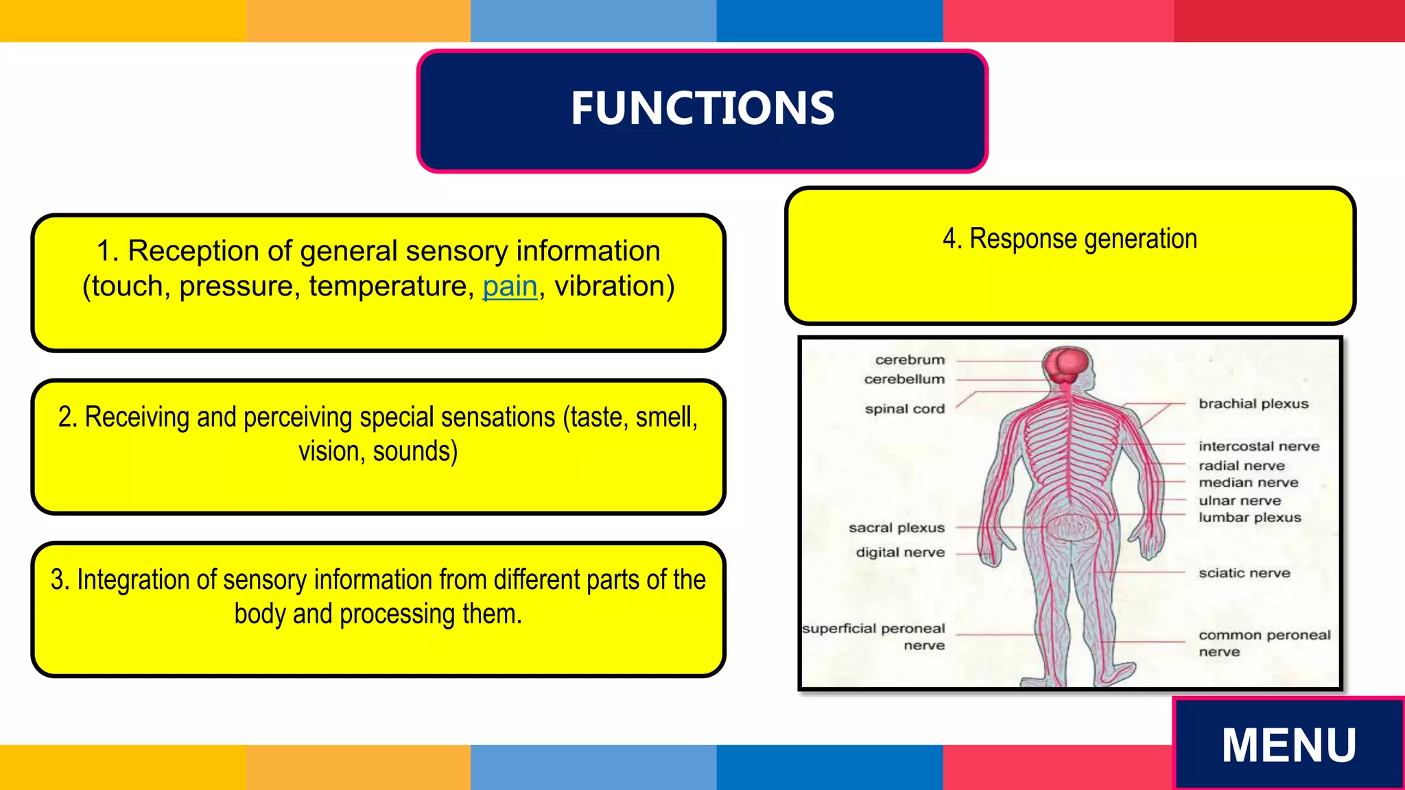 FUNCTIONS
MENU
1. Reception of general sensory information
(touch, pressure, temperature, pain, vibration)
2. Receiving and perceiving special sensations (taste, smell,
vision, sounds)
3. Integration of sensory information from different parts of the
body and processing them.
4. Response generation
 