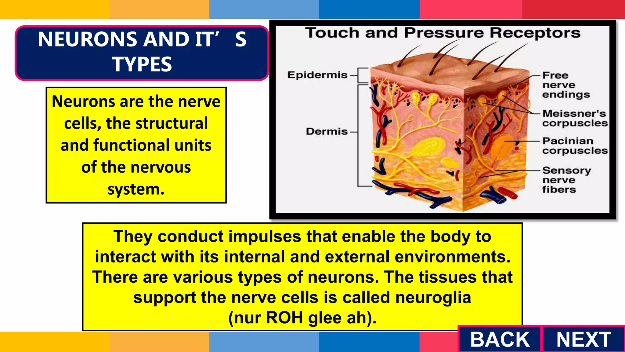 NEURONS AND IT’S
TYPES
Neurons are the nerve
cells, the structural
and functional units
of the nervous
system.
They conduct impulses that enable the body to
interact with its internal and external environments.
There are various types of neurons. The tissues that
support the nerve cells is called neuroglia
(nur ROH glee ah).
NEXT
BACK
 