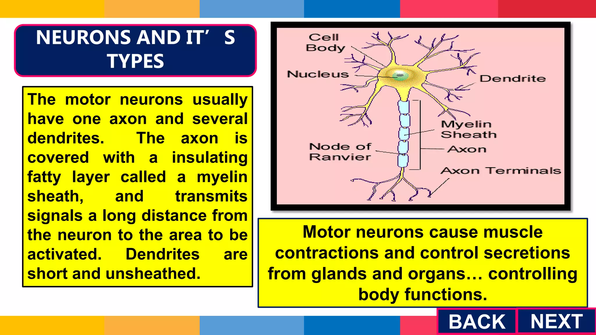 NEURONS AND IT’S
TYPES
BACK
The motor neurons usually
have one axon and several
dendrites. The axon is
covered with a insulating
fatty layer called a myelin
sheath, and transmits
signals a long distance from
the neuron to the area to be
activated. Dendrites are
short and unsheathed.
Motor neurons cause muscle
contractions and control secretions
from glands and organs… controlling
body functions.
NEXT
 