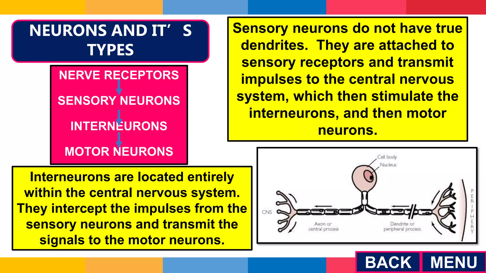NEURONS AND IT’S
TYPES
Sensory neurons do not have true
dendrites. They are attached to
sensory receptors and transmit
impulses to the central nervous
system, which then stimulate the
interneurons, and then motor
neurons.
Interneurons are located entirely
within the central nervous system.
They intercept the impulses from the
sensory neurons and transmit the
signals to the motor neurons.
NERVE RECEPTORS
SENSORY NEURONS
INTERNEURONS
MOTOR NEURONS
MENU
BACK
 