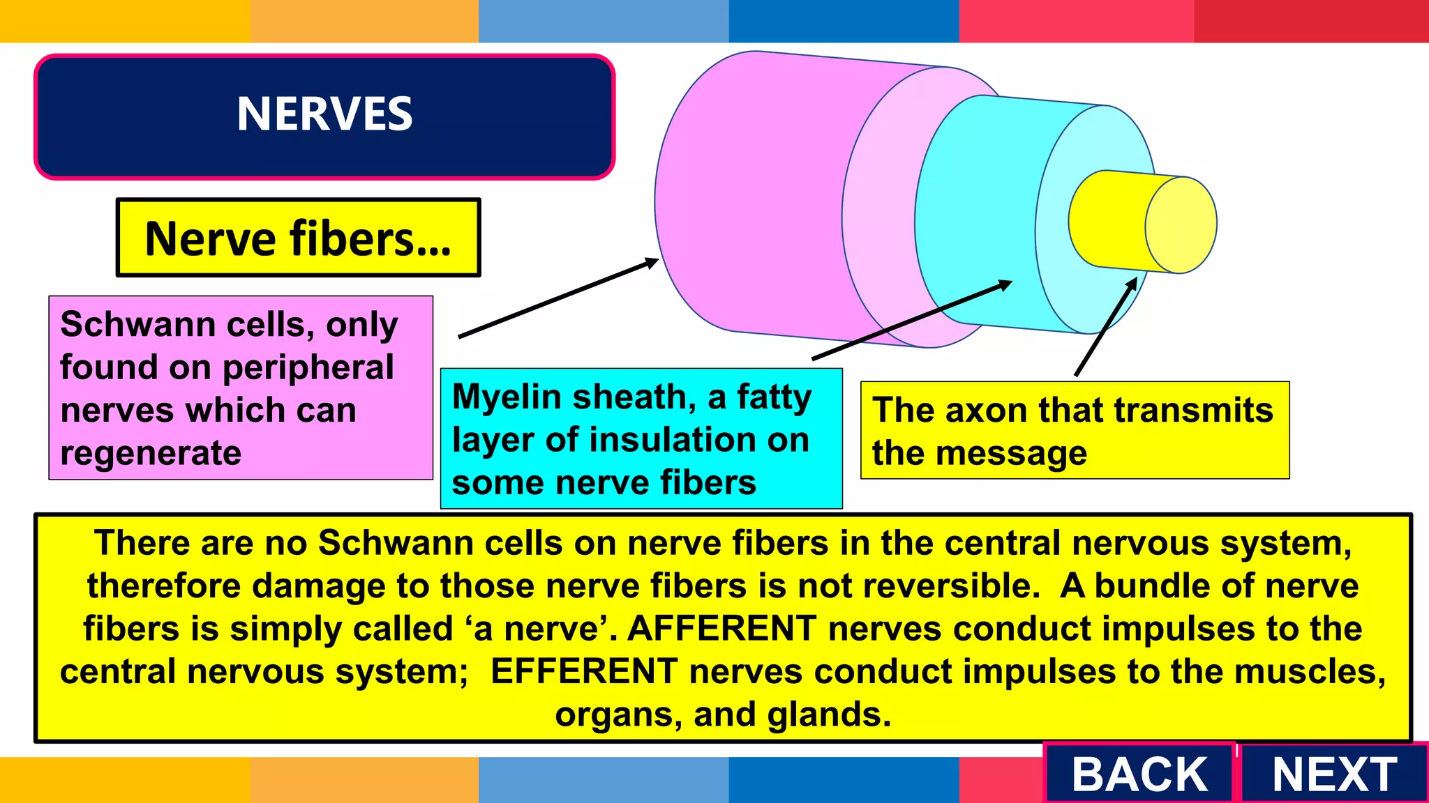 NEXT
Nerve fibers…
Schwann cells, only
found on peripheral
nerves which can
regenerate
Myelin sheath, a fatty
layer of insulation on
some nerve fibers
The axon that transmits
the message
There are no Schwann cells on nerve fibers in the central nervous system,
therefore damage to those nerve fibers is not reversible. A bundle of nerve
fibers is simply called ‘a nerve’. AFFERENT nerves conduct impulses to the
central nervous system; EFFERENT nerves conduct impulses to the muscles,
organs, and glands.
NERVES
BACK
 