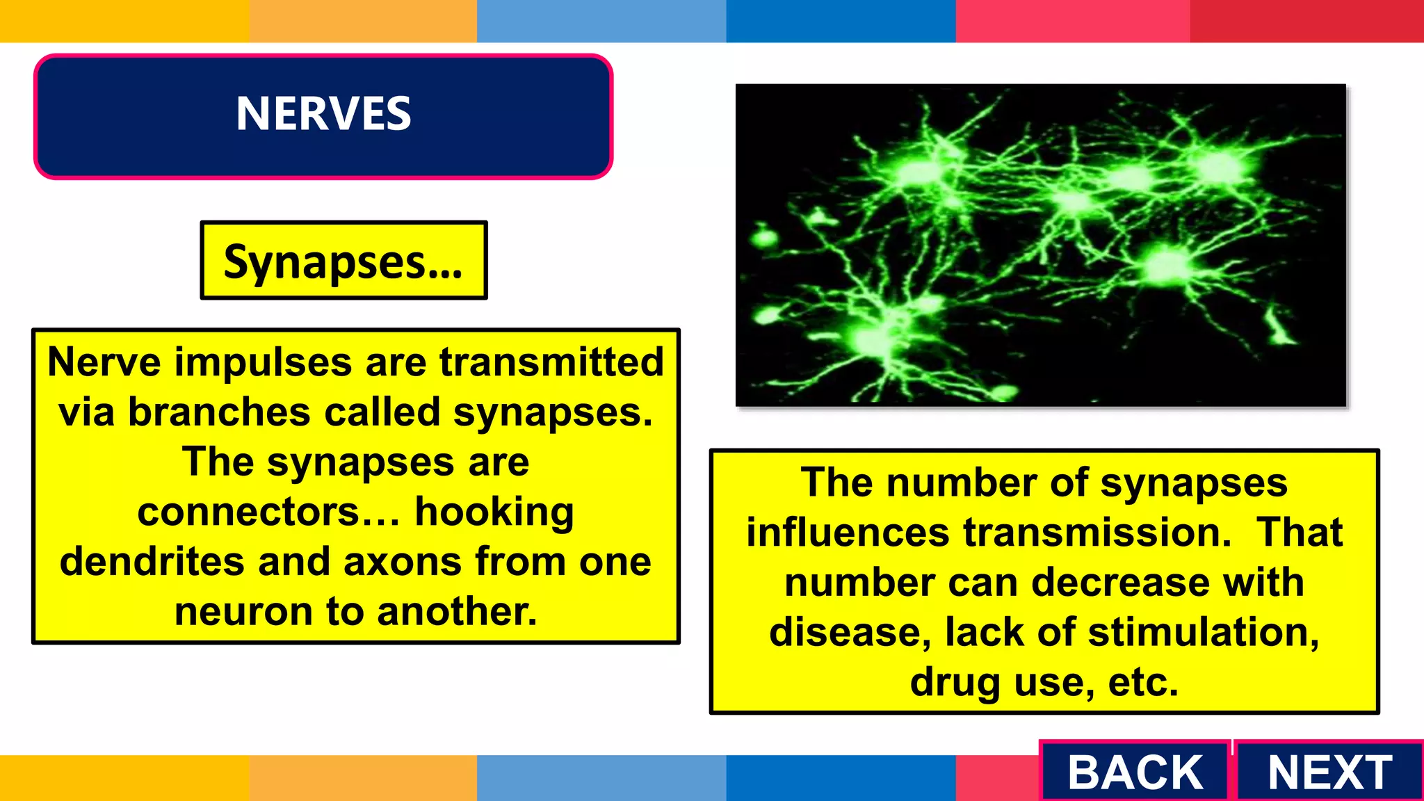 NEXT
NERVES
Synapses…
Nerve impulses are transmitted
via branches called synapses.
The synapses are
connectors… hooking
dendrites and axons from one
neuron to another.
The number of synapses
influences transmission. That
number can decrease with
disease, lack of stimulation,
drug use, etc.
BACK
 