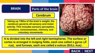 THE NERVOUS SYSTEM.PPT.pptx