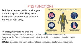 PNS FUNCTIONS
Peripheral nerves reside outside your
brain and spinal cord. They relay
information between your brain and
the rest of your body.
1.Sensory: Connects the brain and
spinal cord to your skin and allow you to feel pain and other sensations.
2.Autonomic: Controls involuntary function (e.g., blood pressure, digestion, heart
rate).
3.Motor: Connects the brain and spinal cord to muscles to stimulate movement.
 