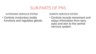 SUB-PARTS OF PNS
AUTONOMIC NERVOUS SYSTEM
• Controls involuntary bodily
functions and regulates glands.
SOMATIC NERVOUS SYSTEM
• Controls muscle movement and
relays information from ears,
eyes and skin to the central
nervous system.
 