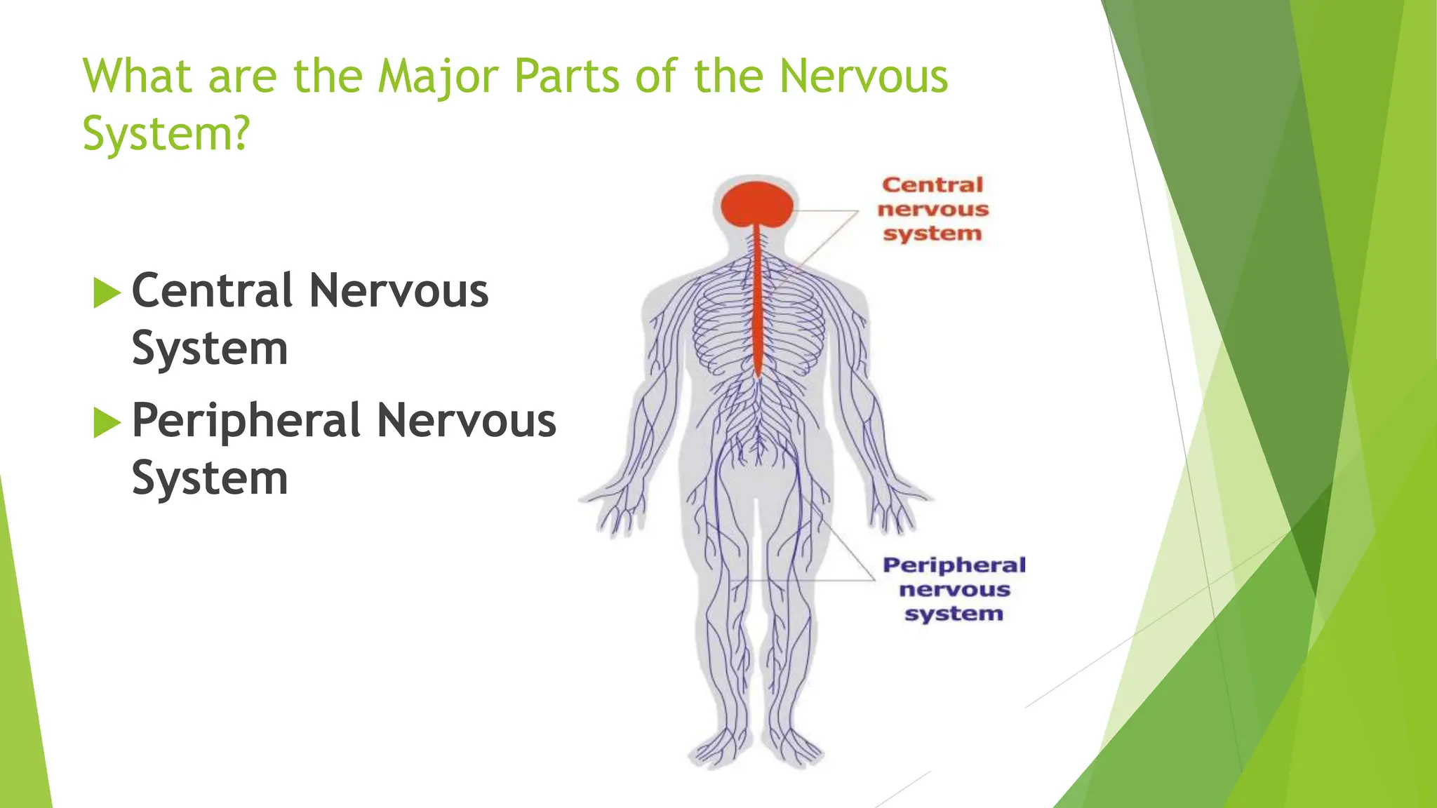 The Nervous System Science 10 lesson for third quarter.pptx