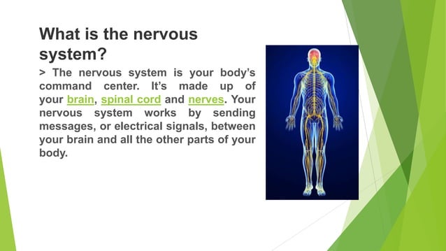 The Nervous System Science 10 lesson for third quarter.pptx | Brain and ...