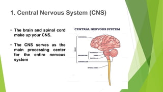 The Nervous System Science 10 lesson for third quarter.pptx