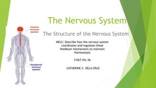 The Nervous System
The Structure of the Nervous System
CATHERINE C. DELA CRUZ
MELC: Describe how the nervous system
coordinates and regulates these
feedback mechanisms to maintain
Homeostasis
S10LT-IIIc-36
 