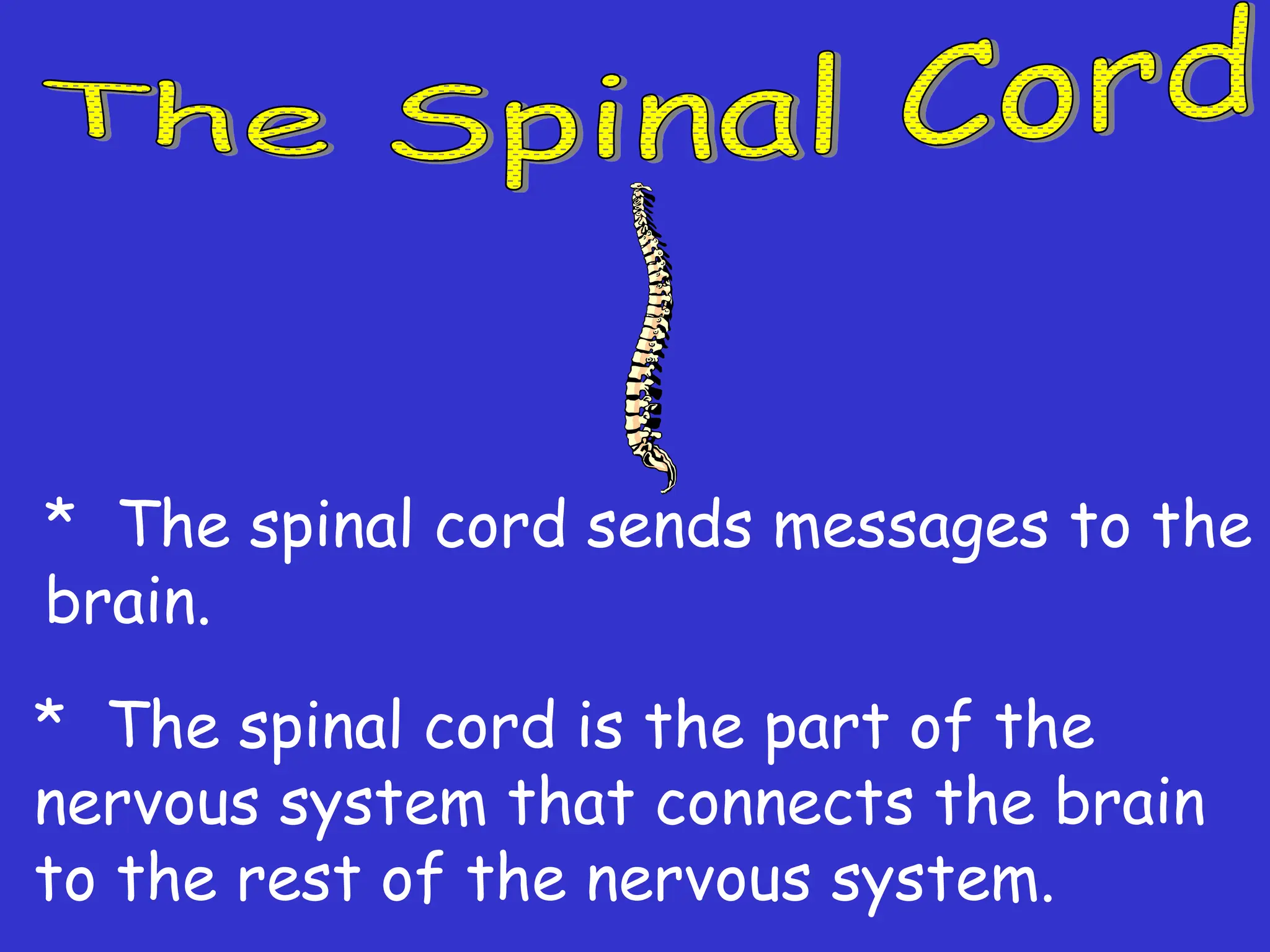 * The spinal cord sends messages to the
brain.
* The spinal cord is the part of the
nervous system that connects the brain
to the rest of the nervous system.
 