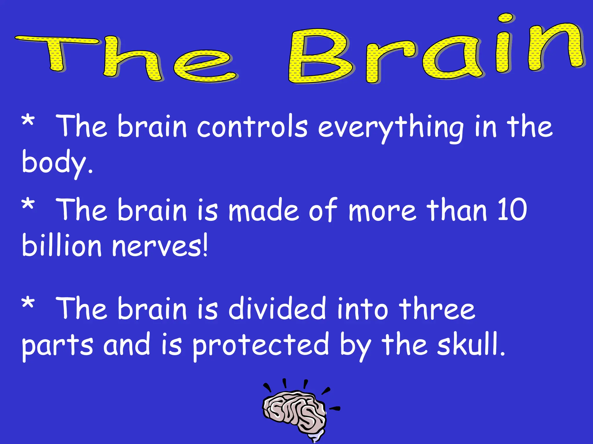 * The brain controls everything in the
body.
* The brain is made of more than 10
billion nerves!
* The brain is divided into three
parts and is protected by the skull.
 