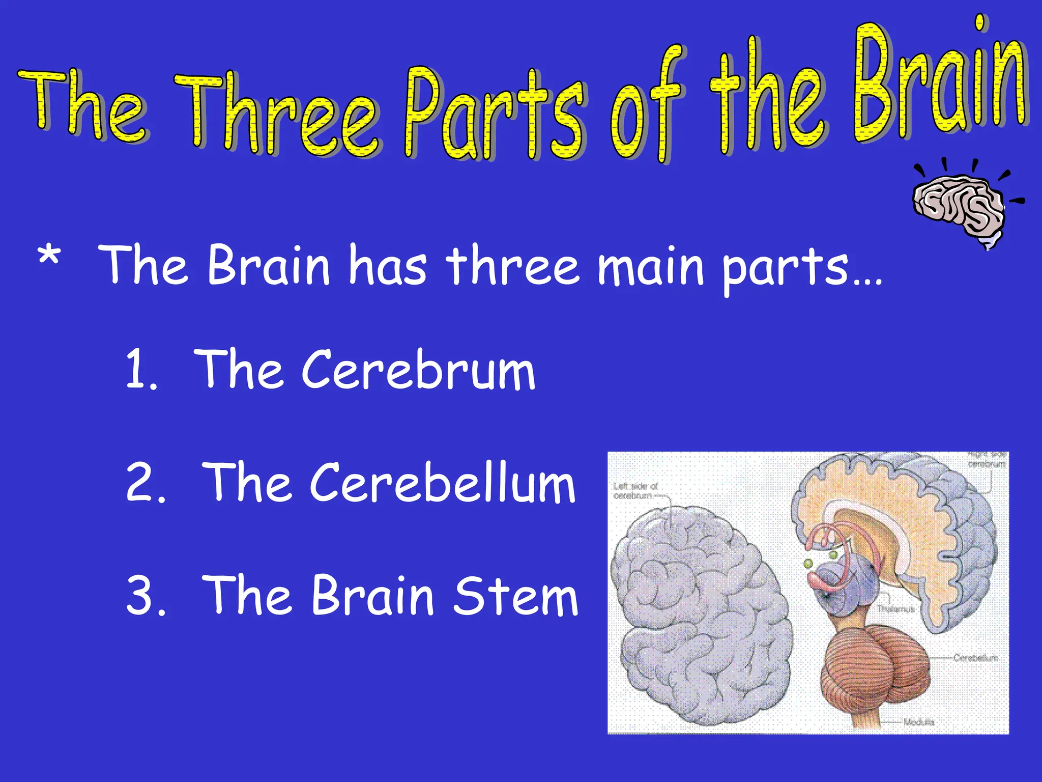 * The Brain has three main parts…
1. The Cerebrum
2. The Cerebellum
3. The Brain Stem
 