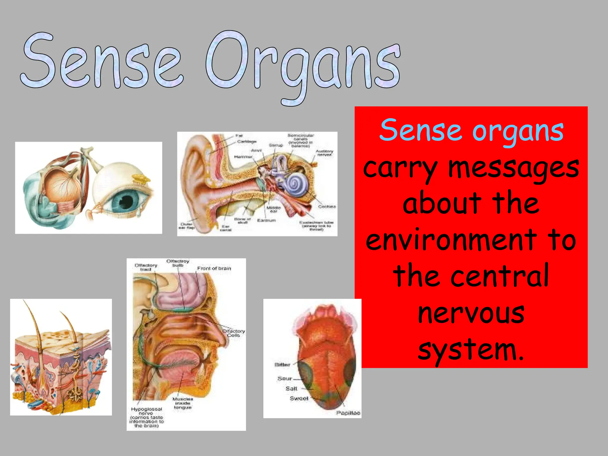 Sense organs
carry messages
about the
environment to
the central
nervous
system.
 