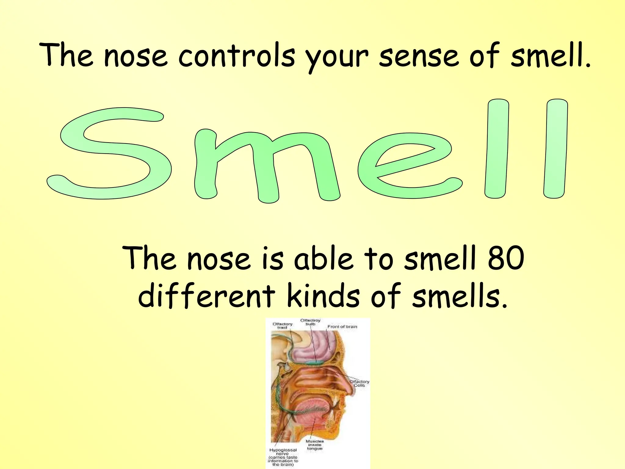 The nose controls your sense of smell.
The nose is able to smell 80
different kinds of smells.
 