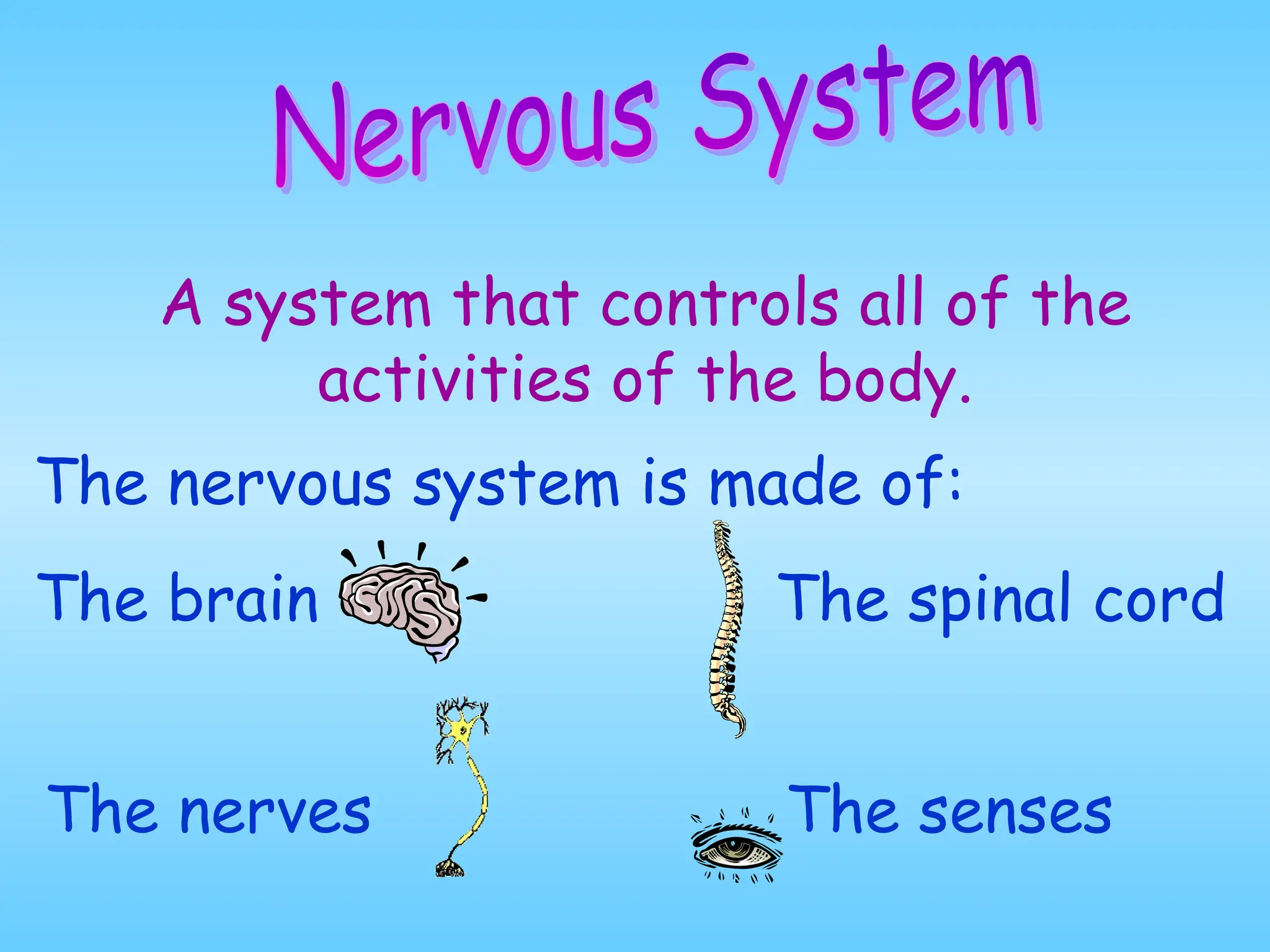 A system that controls all of the
activities of the body.
The nervous system is made of:
The brain The spinal cord
The nerves The senses
 