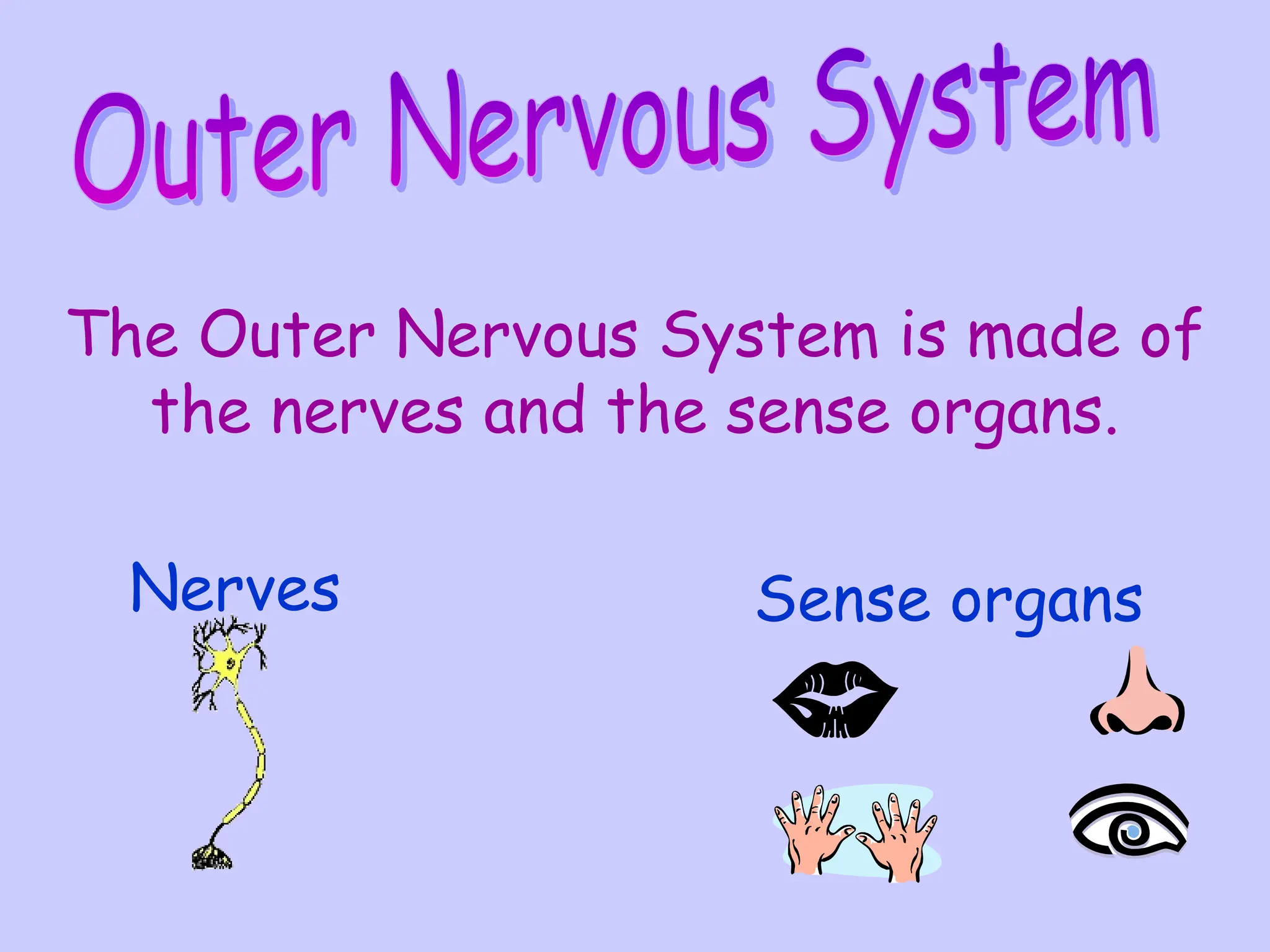The Outer Nervous System is made of
the nerves and the sense organs.
Nerves Sense organs
 