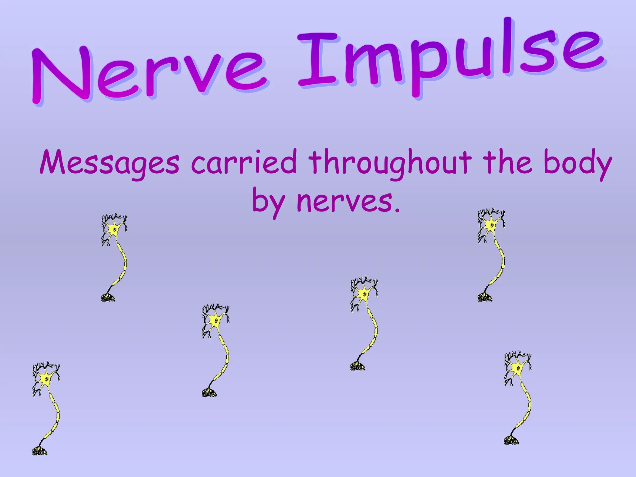 Messages carried throughout the body
by nerves.
 