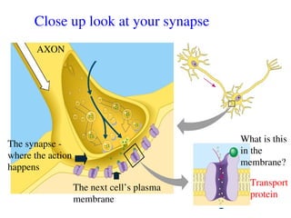 The Nervous System Grade 6, parts and functions | PPT