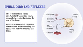 THE NERVOUS the nervous system the nervous system SYSTEM.pdf