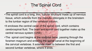THE NERVOUS SYSTEM Brain spinal cord nerves reflex actions | PDF