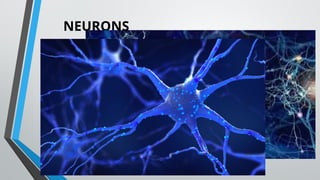 NEURONS
 