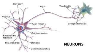NEURONS
 