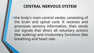 CENTRAL NERVOUS SYSTEM
•the body's main control center, consisting of
the brain and spinal cord. It receives and
processes sensory information, then sends
out signals that direct all voluntary actions
(like walking) and involuntary functions (like
breathing and heart rate
 