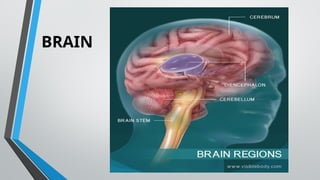 BRAIN
 