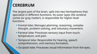 CEREBRUM
The largest part of the brain, split into two hemispheres that
specialize in different functions. Its outer layer, the cerebral
cortex (or gray matter), is responsible for higher-level
functions.
• Frontal lobe: Manages planning, reasoning, complex
thought, problem-solving, and voluntary movement.
• Parietal lobe: Processes sensory input from touch,
temperature, and pain.
• Temporal lobe: Responsible for hearing, speech
comprehension, and memory formation.
• Occipital lobe: Processes visual information from the eyes.
 