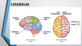 CEREBRUM
 