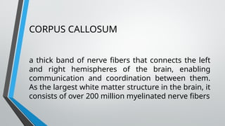 CORPUS CALLOSUM
a thick band of nerve fibers that connects the left
and right hemispheres of the brain, enabling
communication and coordination between them.
As the largest white matter structure in the brain, it
consists of over 200 million myelinated nerve fibers
 