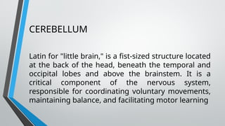 CEREBELLUM
Latin for "little brain," is a fist-sized structure located
at the back of the head, beneath the temporal and
occipital lobes and above the brainstem. It is a
critical component of the nervous system,
responsible for coordinating voluntary movements,
maintaining balance, and facilitating motor learning
 