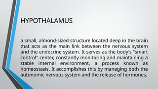 HYPOTHALAMUS
a small, almond-sized structure located deep in the brain
that acts as the main link between the nervous system
and the endocrine system. It serves as the body's "smart
control" center, constantly monitoring and maintaining a
stable internal environment, a process known as
homeostasis. It accomplishes this by managing both the
autonomic nervous system and the release of hormones.
 