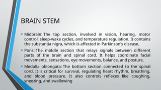 BRAIN STEM
• Midbrain: The top section, involved in vision, hearing, motor
control, sleep-wake cycles, and temperature regulation. It contains
the substantia nigra, which is affected in Parkinson's disease.
• Pons: The middle section that relays signals between different
parts of the brain and spinal cord. It helps coordinate facial
movements, sensations, eye movements, balance, and posture.
• Medulla oblongata: The bottom section connected to the spinal
cord. It is critical for survival, regulating heart rhythm, breathing,
and blood pressure. It also controls reflexes like coughing,
sneezing, and swallowing
 