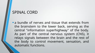 SPINAL CORD
•a bundle of nerves and tissue that extends from
the brainstem to the lower back, serving as the
central "information superhighway" of the body.
As part of the central nervous system (CNS), it
relays signals between the brain and the rest of
the body to control movement, sensation, and
automatic functions.
 