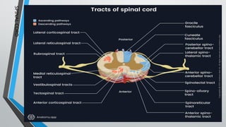 SPINAL
CORD
 