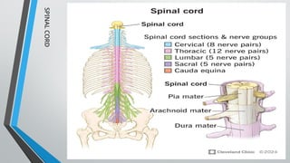 SPINAL
CORD
 