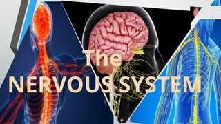 The
NERVOUS SYSTEM
 