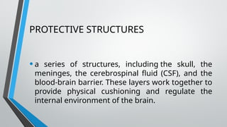 PROTECTIVE STRUCTURES
•a series of structures, including the skull, the
meninges, the cerebrospinal fluid (CSF), and the
blood-brain barrier. These layers work together to
provide physical cushioning and regulate the
internal environment of the brain.
 