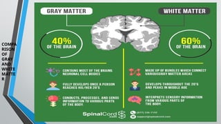 COMPA
RISON
OF
GRAY
AND
WHITE
MATTE
R
 